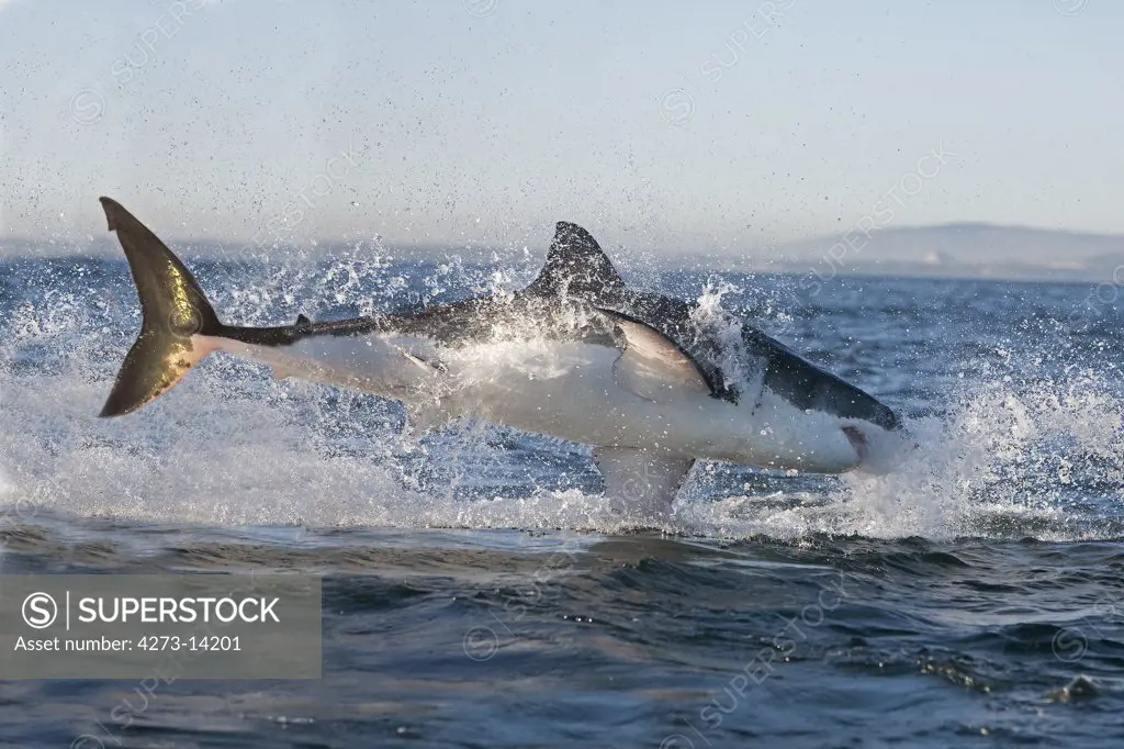 Great White Shark Carcharodon Carcharias, Adult Breaching, False Bay In South Africa