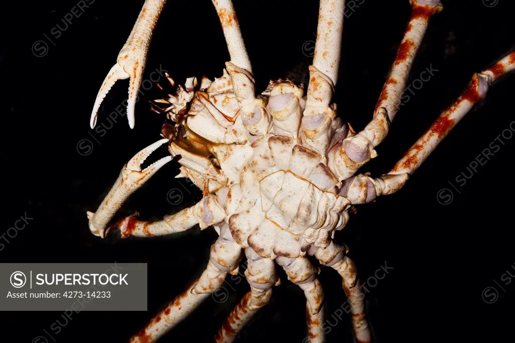 Japanese Spider Crab Or Giant Spider Crab, Macrocheira Kaempferi, Adult, Underside View