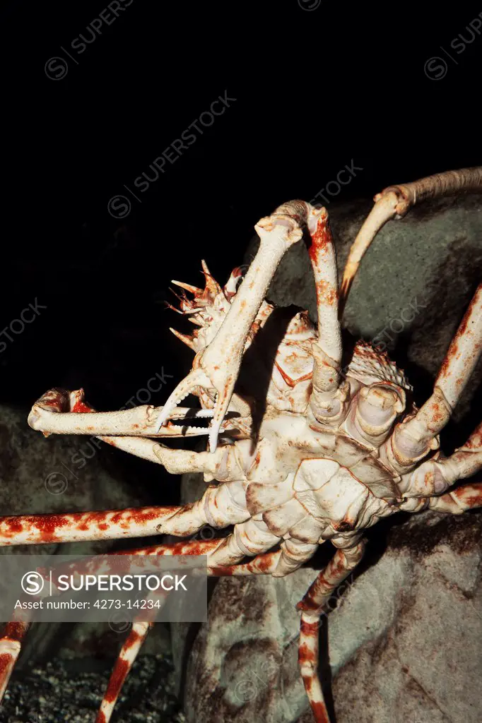 Japanese Spider Crab Or Giant Spider Crab Macrocheira Kaempferi, Adult, Underside