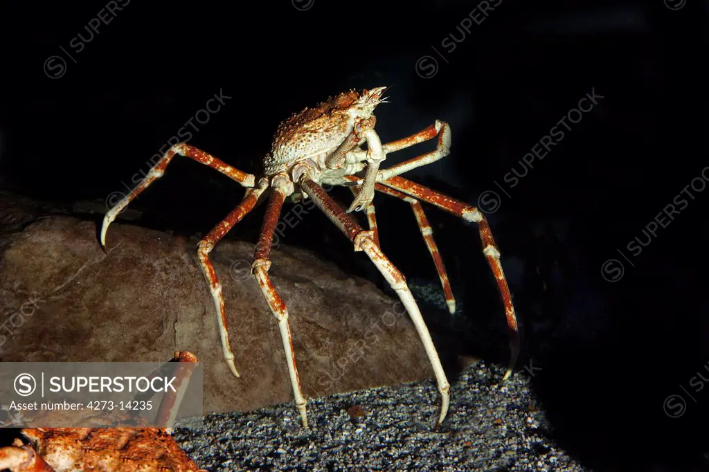Japanese Spider Crab Or Giant Spider Crab, Macrocheira Kaempferi, Adult