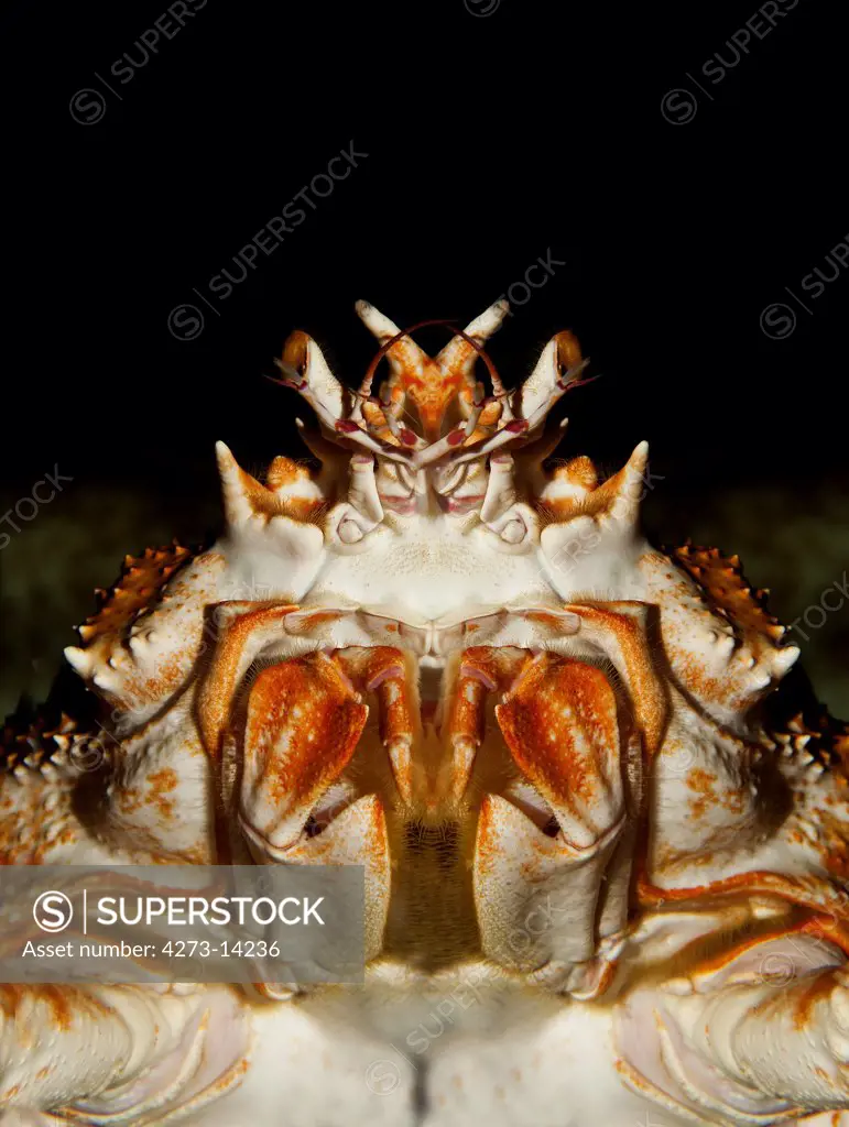 Japanese Spider Crab Or Giant Spider Crab, Macrocheira Kaempferi, Adult, Close-Up Of Head, Underside View