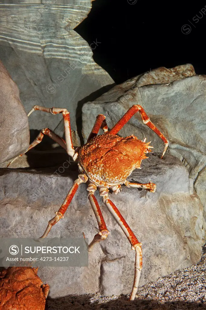 Japanese Spider Crab Or Giant Spider Crab Macrocheira Kaempferi, Adult On Rock