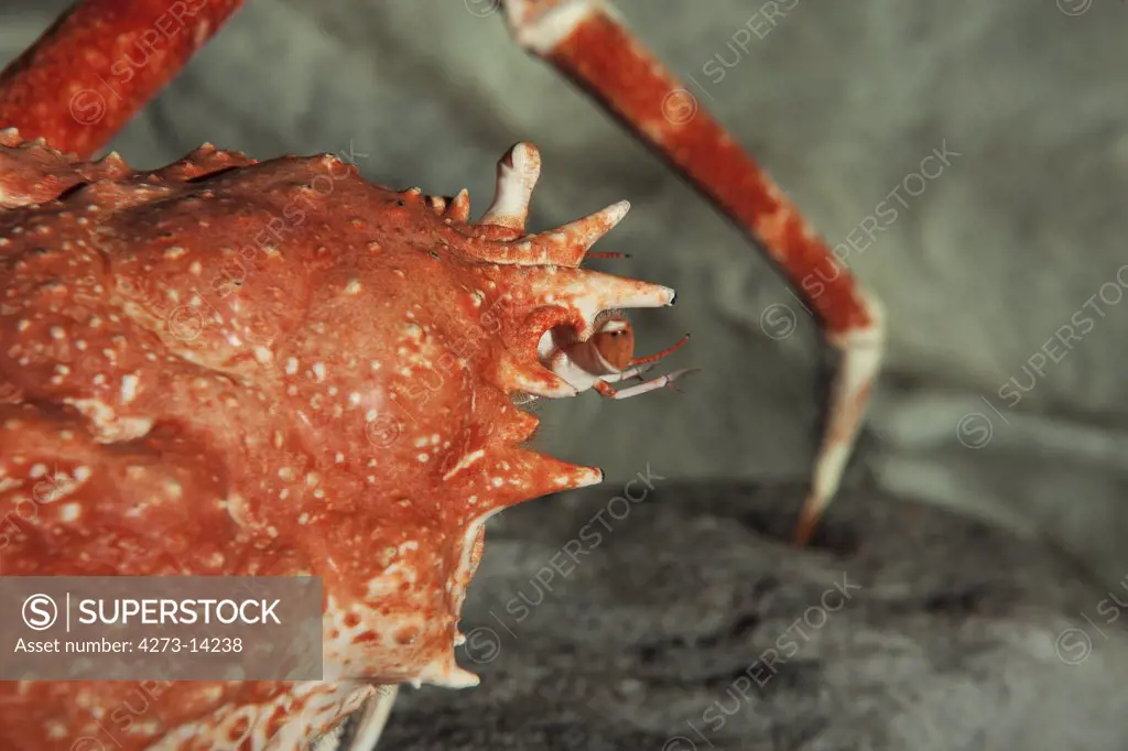 Japanese Spider Crab Or Giant Spider Crab, Macrocheira Kaempferi, Adult, Close-Up Of Head With Eyes