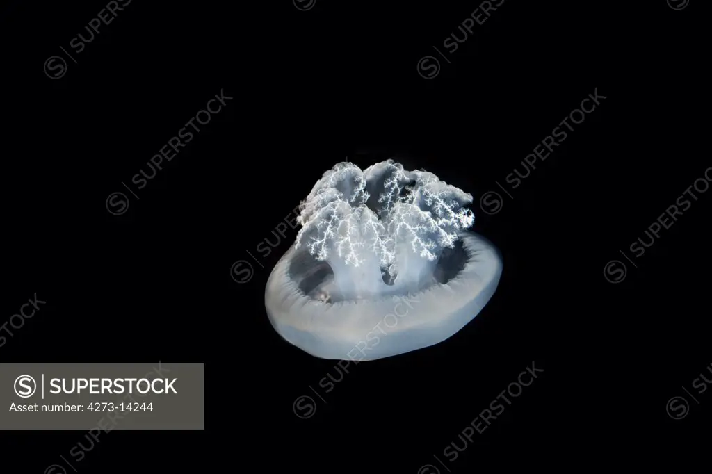 Blubber Jellyfish Or Blue Jellifish Catostylus Mosaicus In Australia