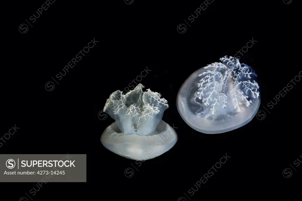 Blubber Jellyfish Or Blue Jellifish Catostylus Mosaicus In Australia