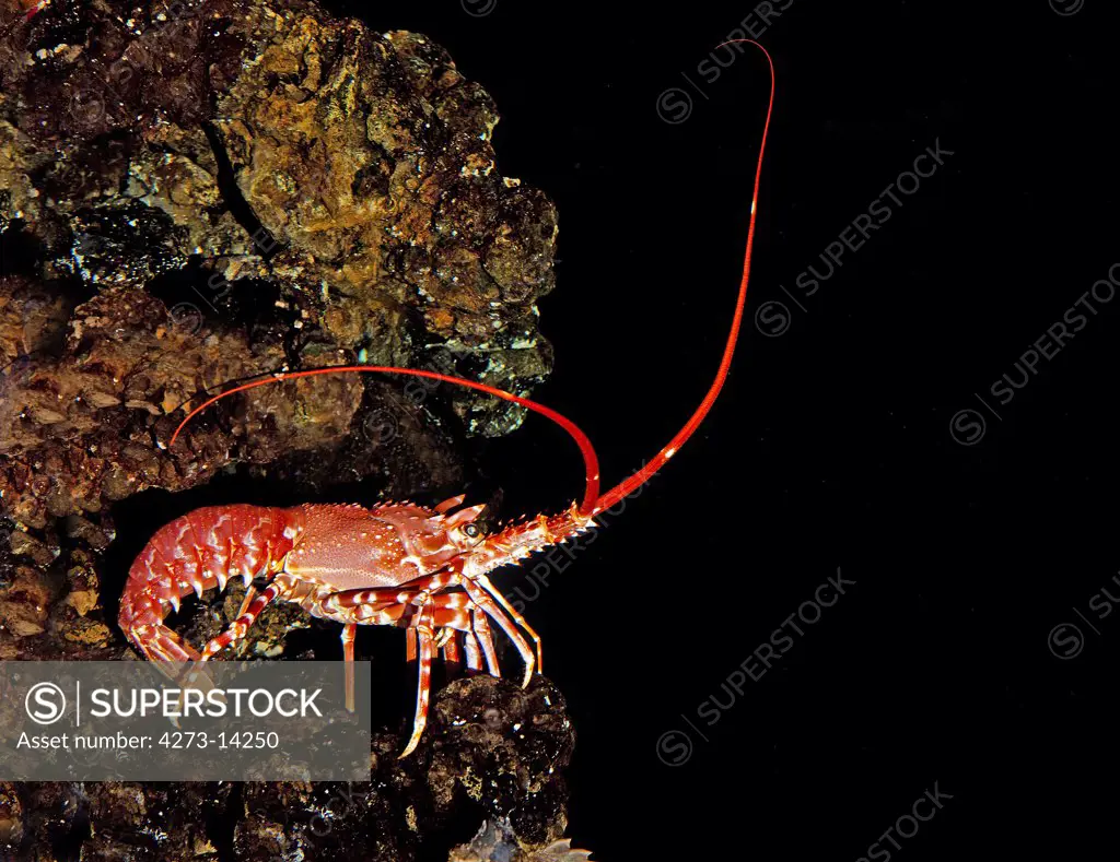 Natal Spiny Lobster, Palinurus Delagoae, South Africa