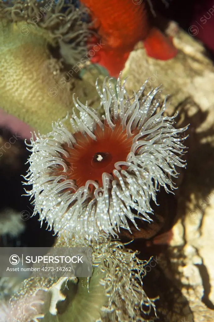 Sandy Anemone Aulactinia Reynaudi In South Africa