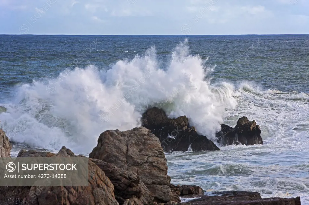 Crashing Wave, Coast At Hermanus In South Africa