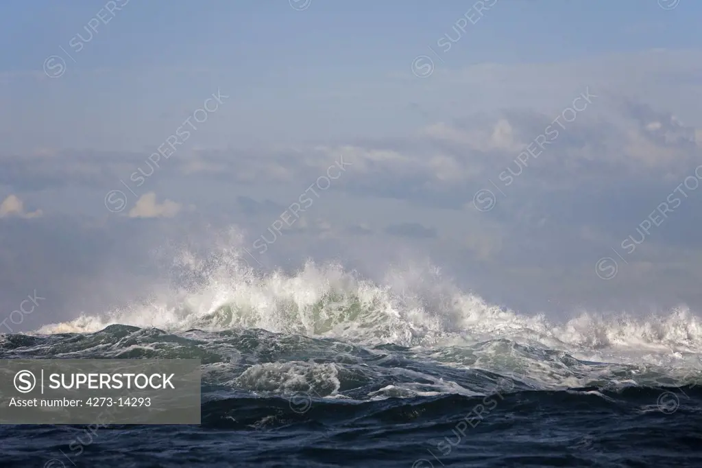 Wave, Coast At Hermanus In South Africa