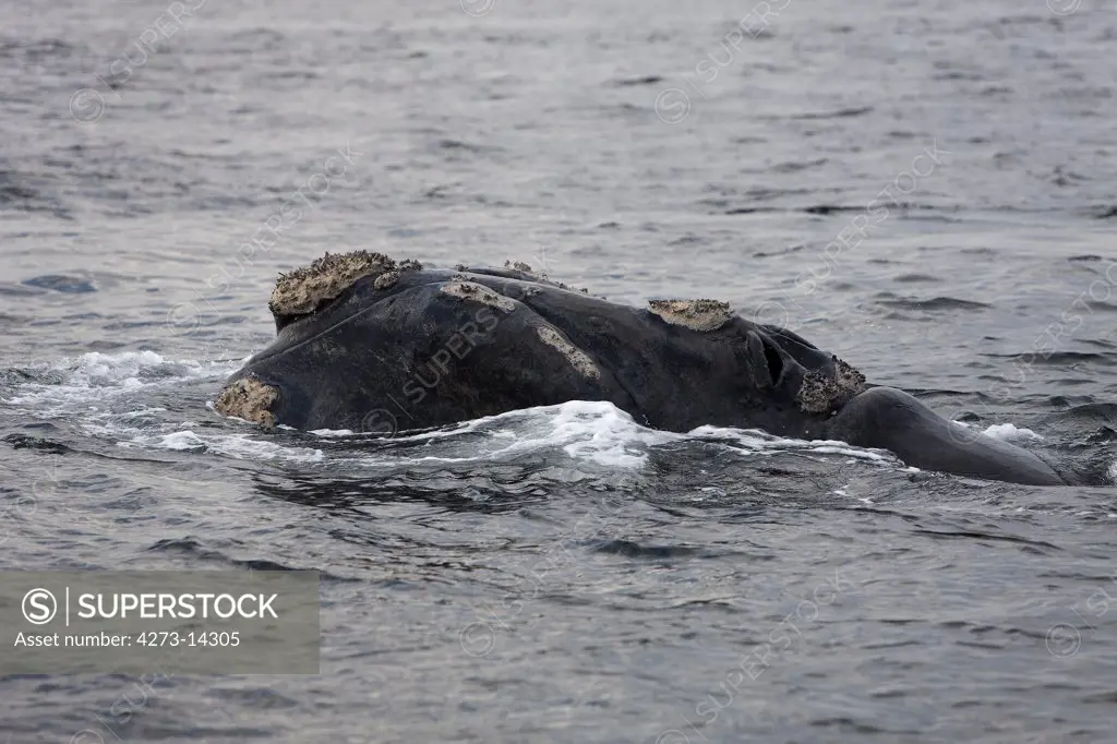 Southern Right Whale, Eubalaena Australis, Head Of Adult Emerging From Sea, Ocean Near Hermanus In South Africa