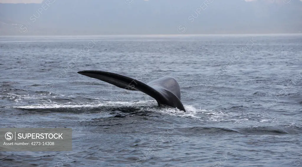 Southern Right Whale, Eubalaena Australis, Tail Emerging From Sea, Ocean Near Hermanus In South Africa