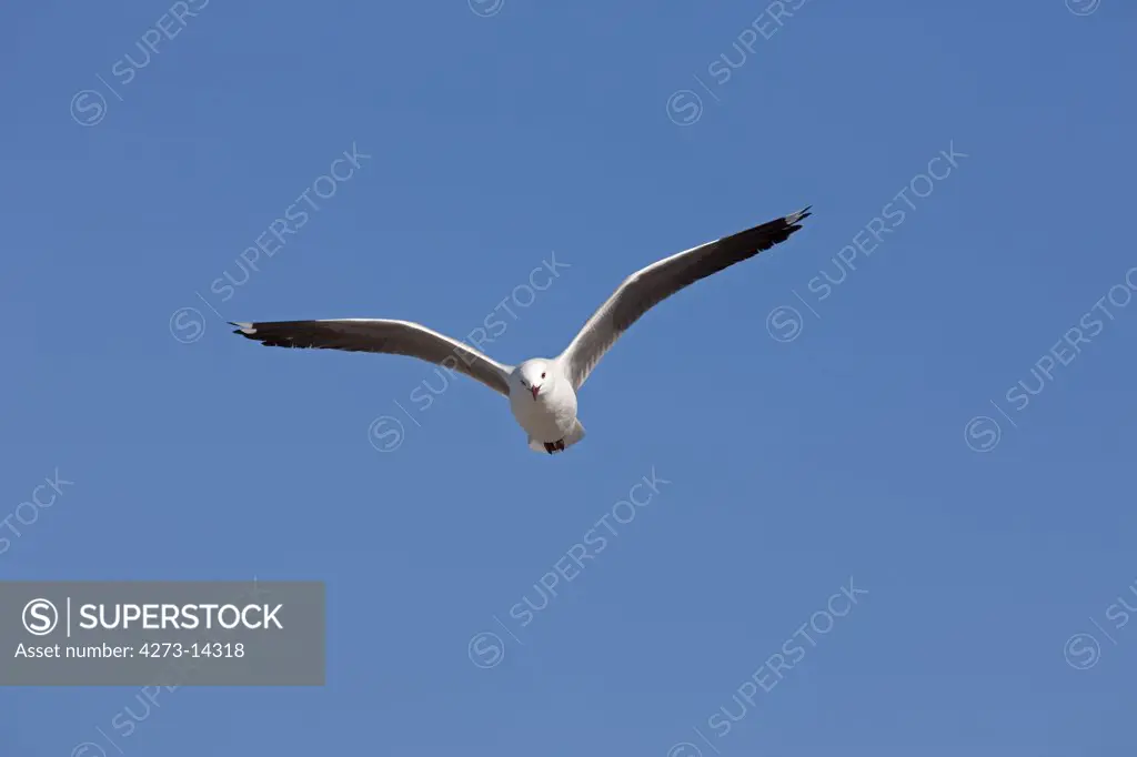 Hartlaub'S Gull Or King Gull, Larus Hartlaubii, Adult In Flight, Hermanus In South Africa