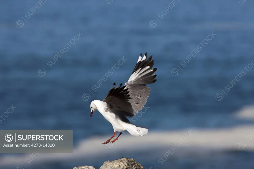 Hartlaub'S Gull Or King Gull, Larus Hartlaubii, Adult In Flight, Landing On Rock, Hermanus In South Africa