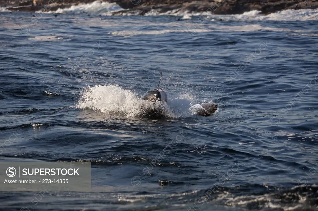 Great White Shark, Carcharodon Carcharias, Adult Hunting A South African Fur Seal,  Arctocephalus Pusillus, False Bay In South Africa