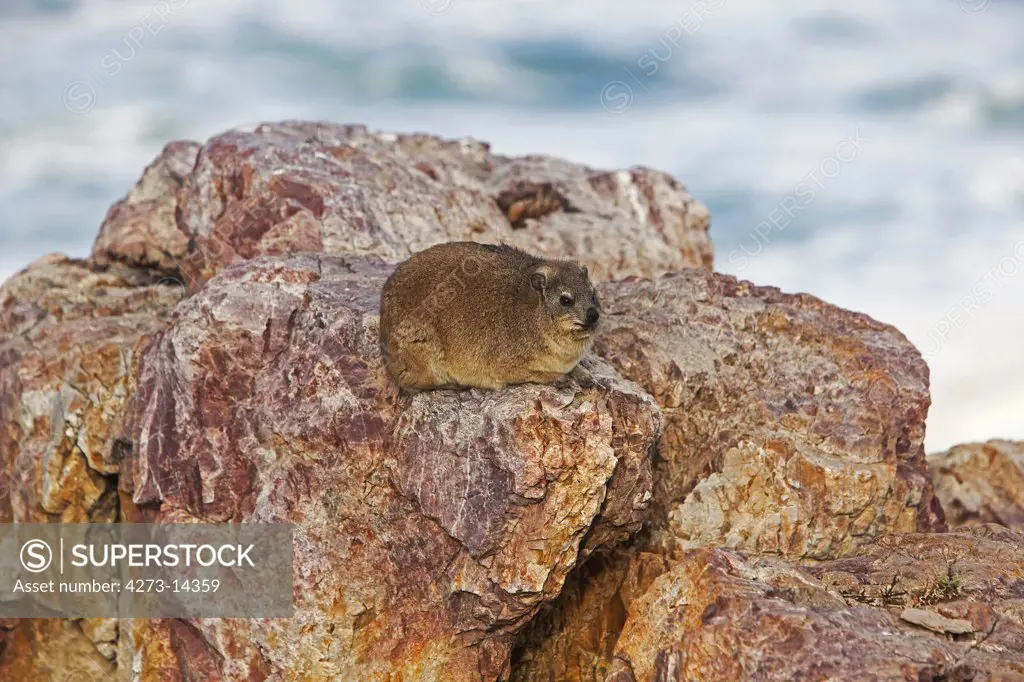 Rock Hyrax Or Cape Hyrax, Procavia Capensis, Adult Standing On Rock, Hermanus In South Africa