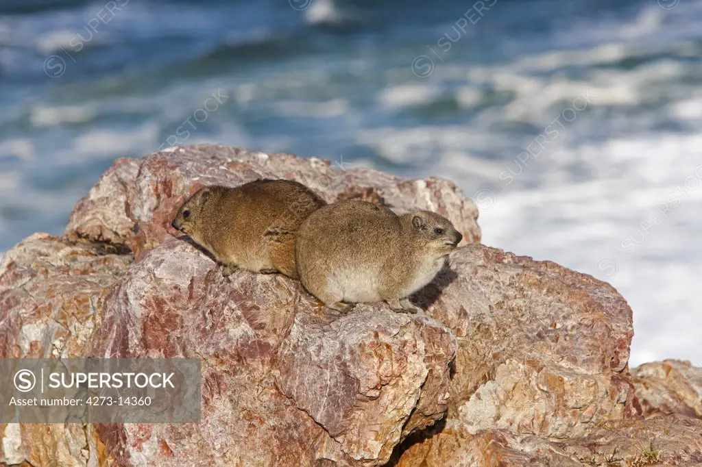 Rock Hyrax Or Cape Hyrax, Procavia Capensis, Adults Standing On Rocks, Hermanus In South Africa