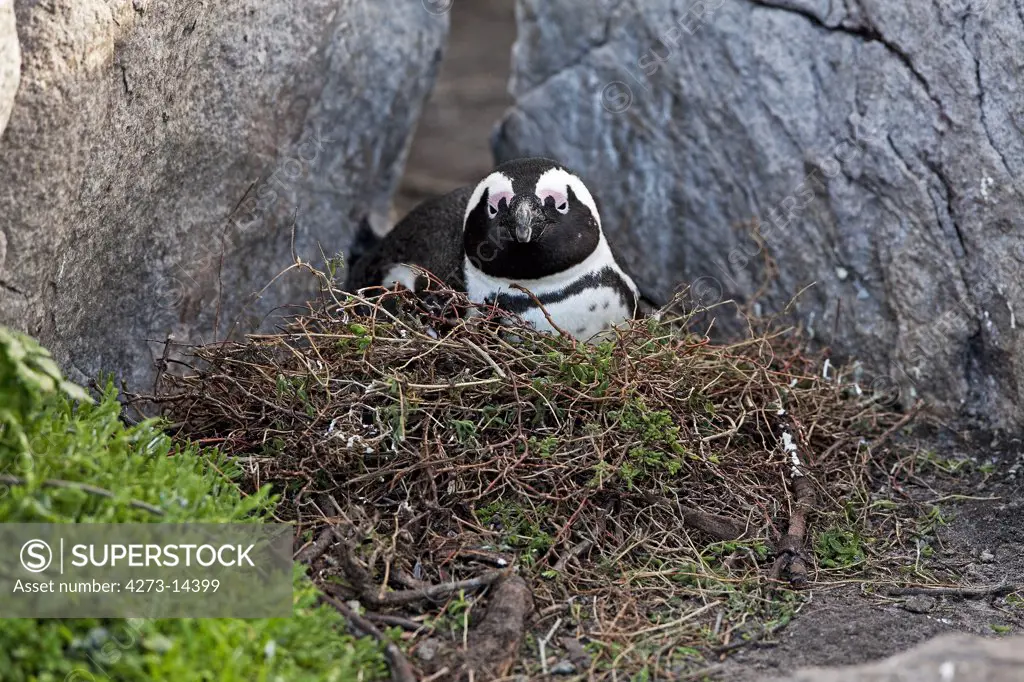 Jackass Penguin Or African Penguin, Spheniscus Demersus, Adult Standing On Nest, Betty'S Bay In South Africa