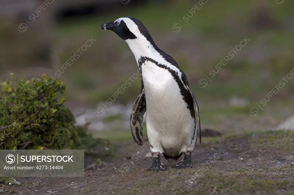 Jackass Penguin Or African Penguin Spheniscus Demersus, Betty'S Bay In South Africa