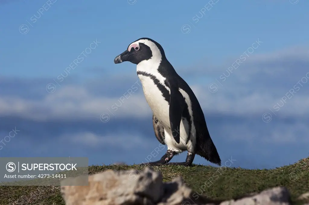 Jackass Penguin Or African Penguin Spheniscus Demersus, Betty'S Bay In South Africa