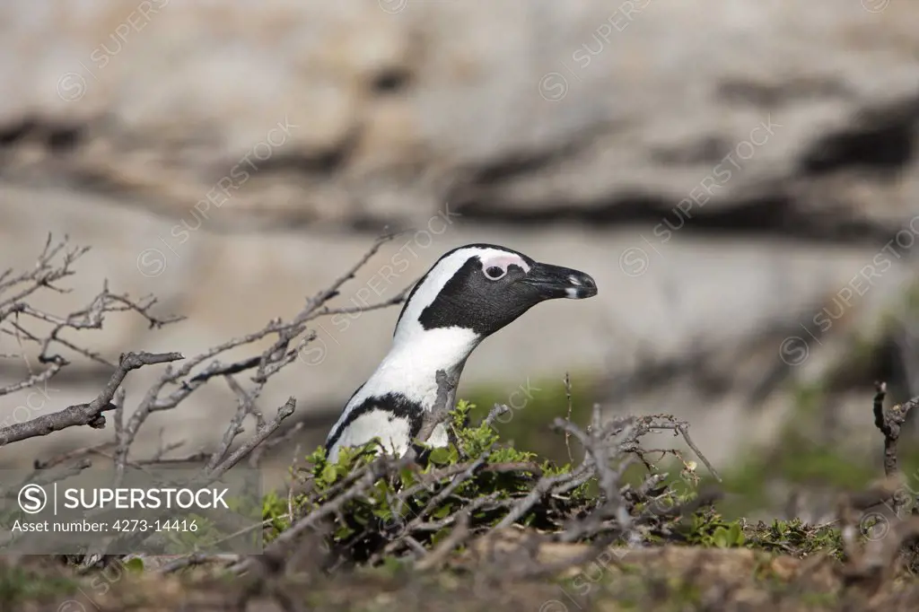 Jackass Penguin Or African Penguin, Spheniscus Demersus, Head Of Adult Emerging From Bush, Betty'S Bay In South Africa