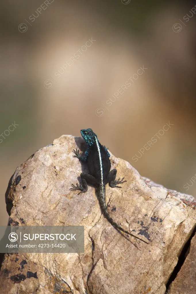 Agama Standing On Rock, Hermanus In South Africa