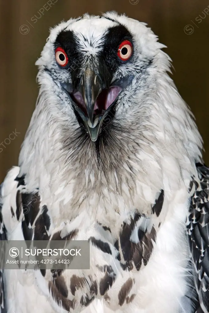 Bearded Vulture, Gypaetus Barbatus, Portrait Of Adult