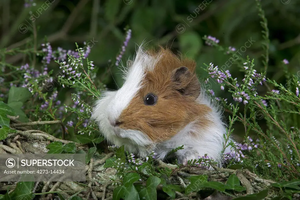 Guinea Pig, Cavia Porcellus, Adult With Heaters