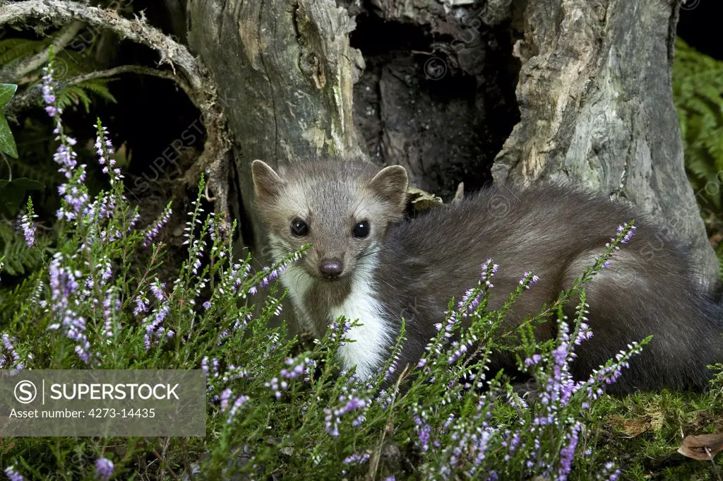 Stone Marten Or Beech Marten, Martes Foina, Adult With Heaters, Normandy