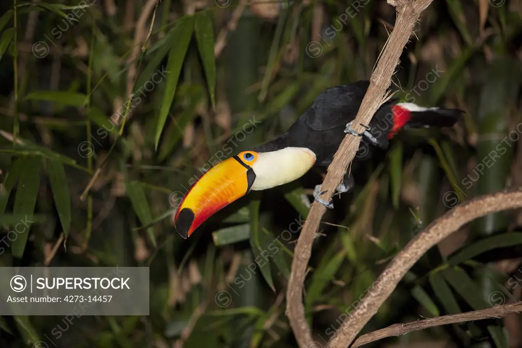 Toco Toucan, Ramphastos Toco, Adult Standing On Branch