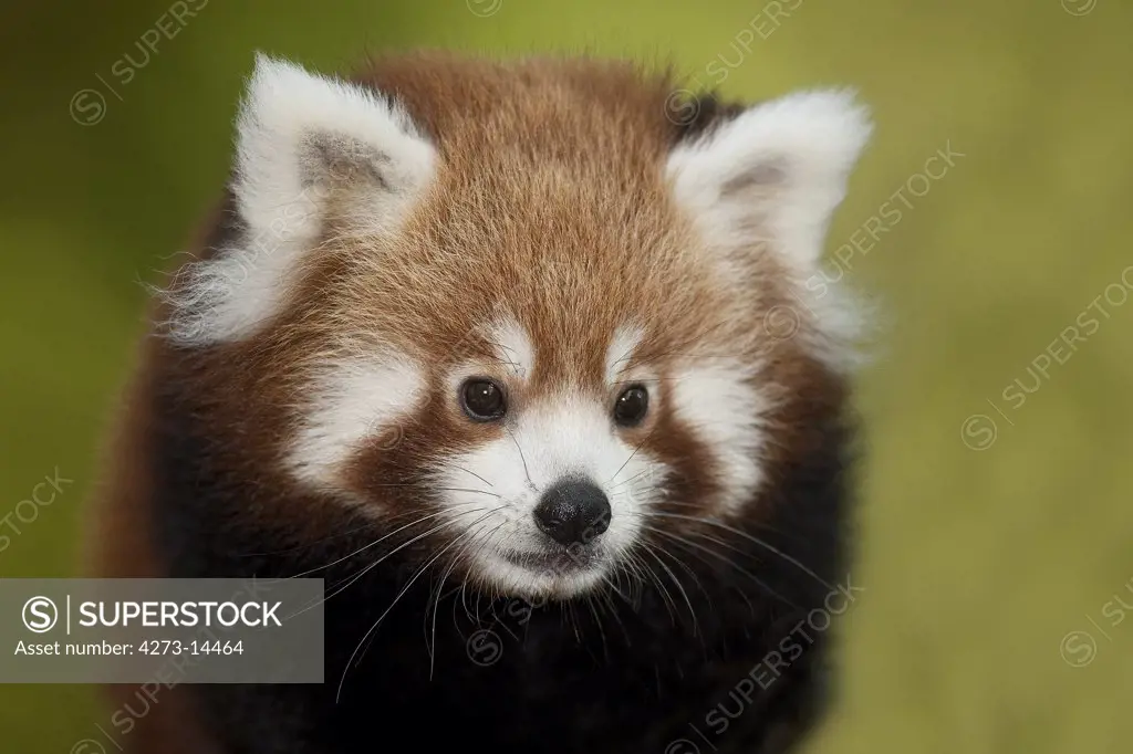 Red Panda, Ailurus Fulgens, Portrait Of Adult