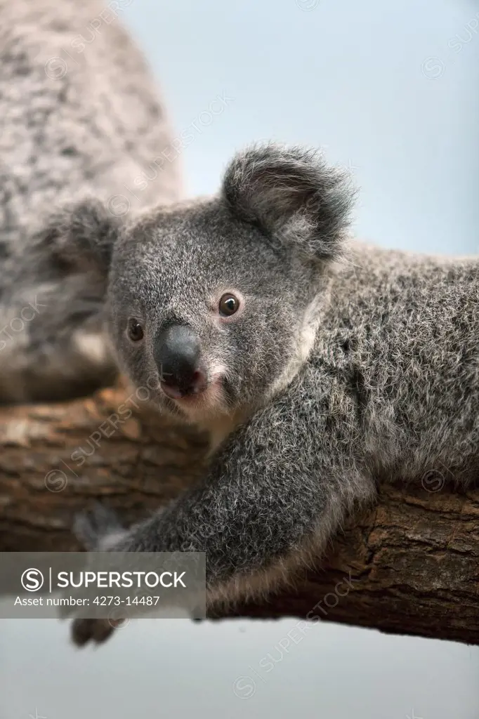 Koala, Phascolarctos Cinereus, Baby Laying On Branch