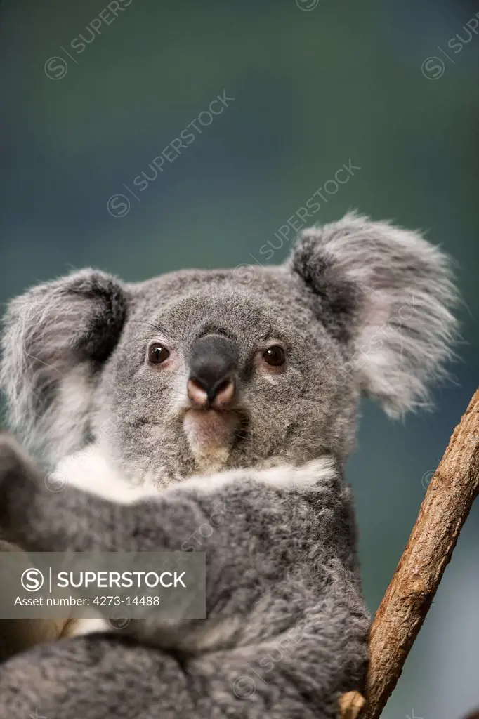 Koala, Phascolarctos Cinereus, Female