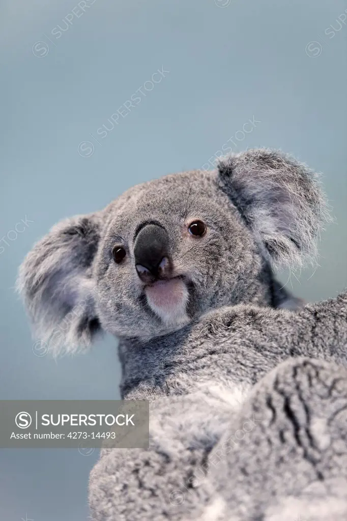 Koala, Phascolarctos Cinereus, Portrait Of Female