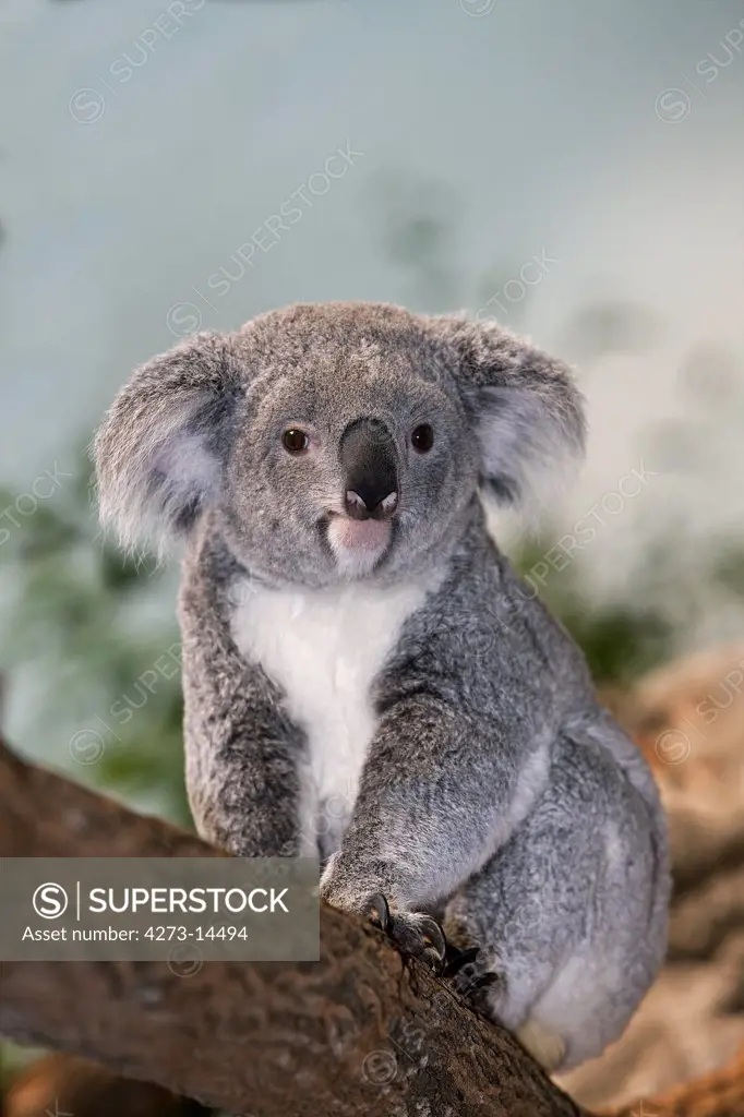 Koala, Phascolarctos Cinereus, Female Sitting On Branch