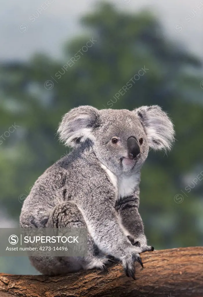 Koala, Phascolarctos Cinereus, Female Standing On Branch