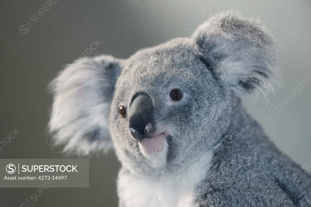 Koala Phascolarctos Cinereus, Portrait Of Female