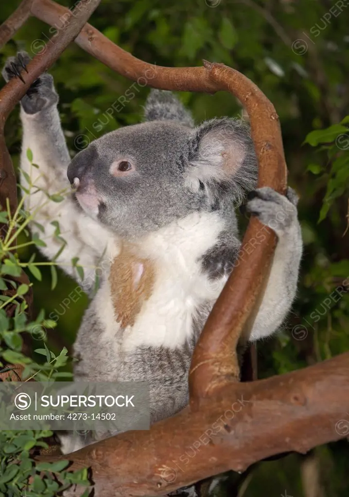 Koala, Phascolarctos Cinereus, Male Sitting On Branch
