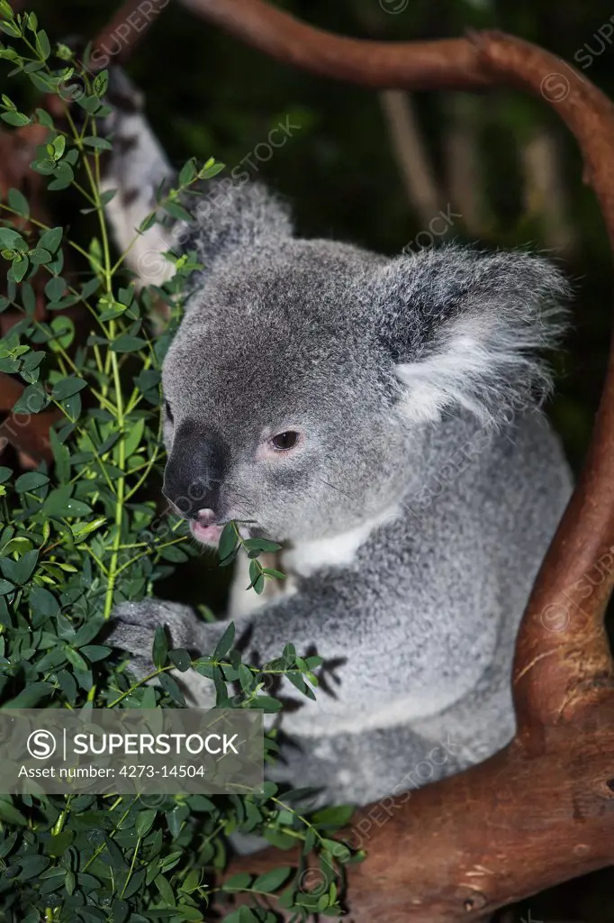 Koala Phascolarctos Cinereus, Male Eating Eucalyptus Leaves