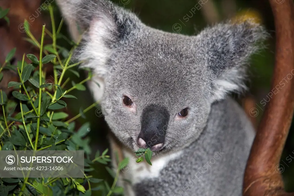 Koala, Phascolarctos Cinereus, Male Eating Bamboo