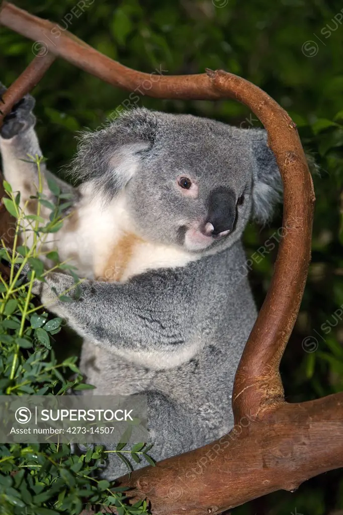 Koala, Phascolarctos Cinereus, Male Standing On Branch