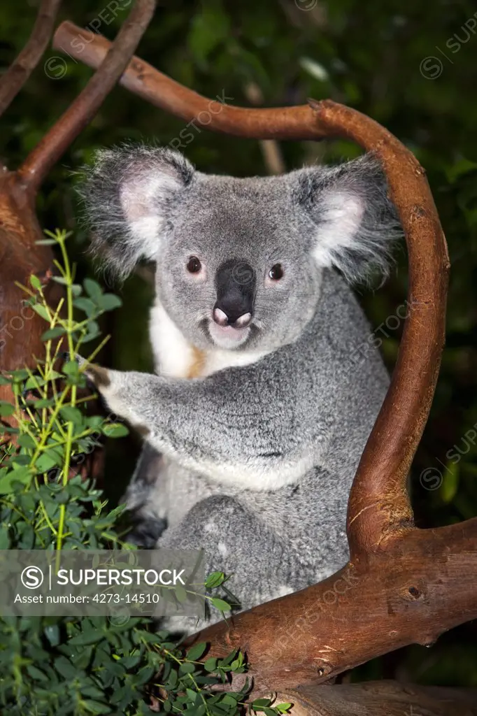 Koala Phascolarctos Cinereus, Male