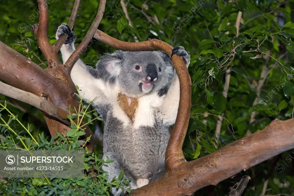Koala Phascolarctos Cinereus, Male