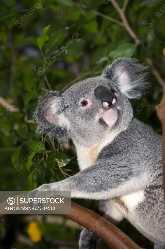 Koala Phascolarctos Cinereus, Male Standing On Branch