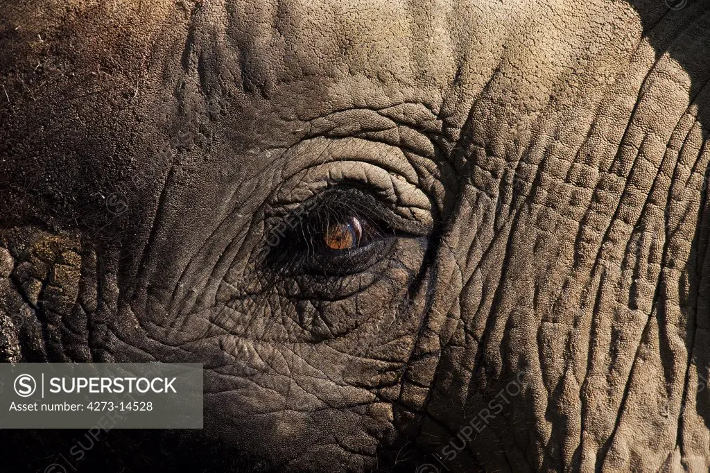African Elephant, Loxodonta Africana, Close-Up Of Eye