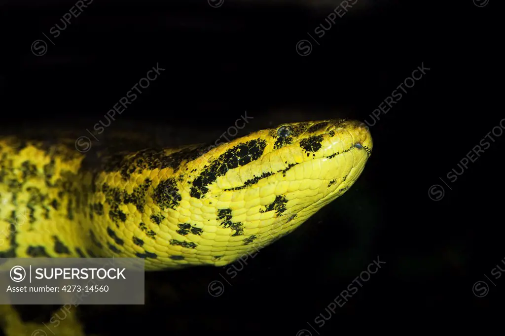 Yellow Anaconda Eunectes Notaeus, Head Of Adult