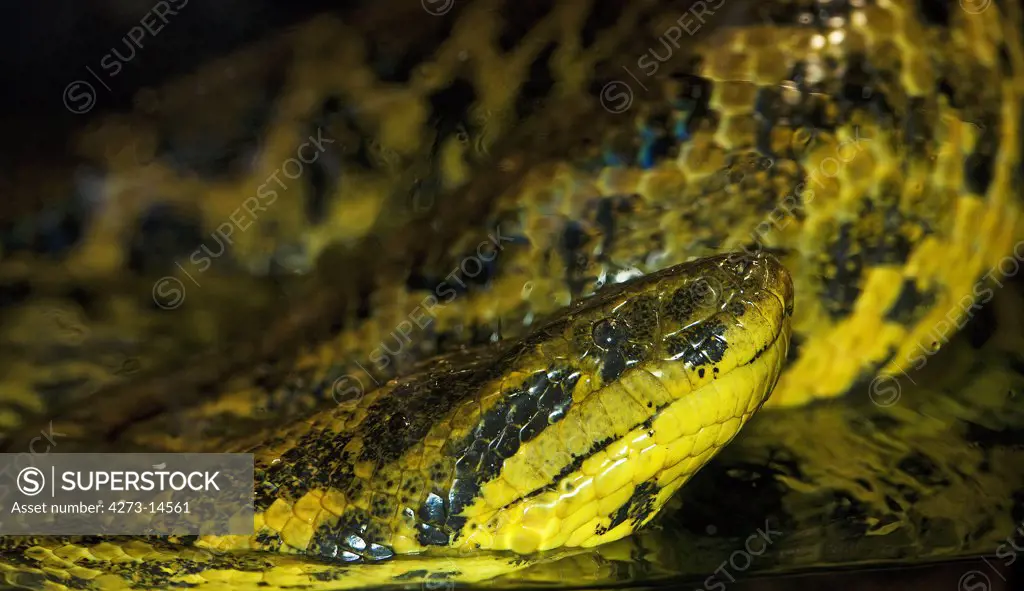 Yellow Anaconda Eunectes Notaeus, Adult Standing In Water