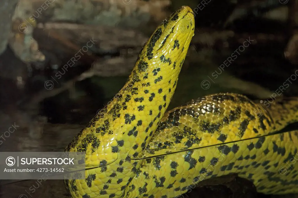 Yellow Anaconda Eunectes Notaeus, Adult Standing In Water