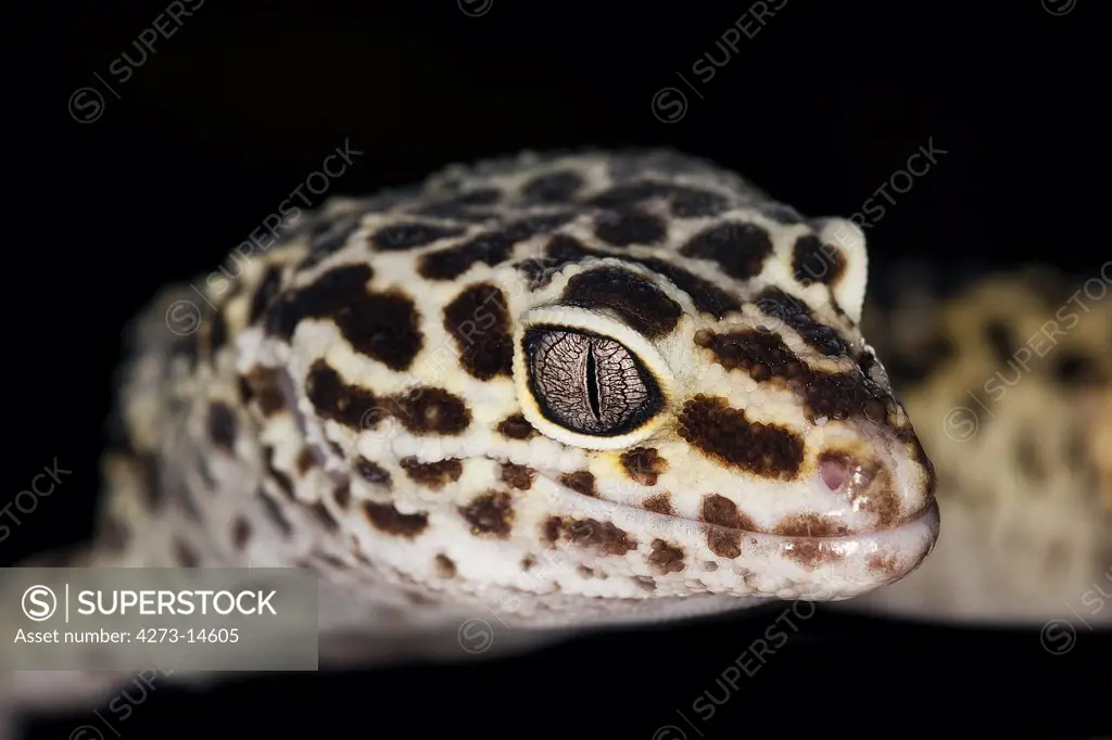 Leopard Gecko Eublepharis Macularius, Adult, Close-Up Of Head