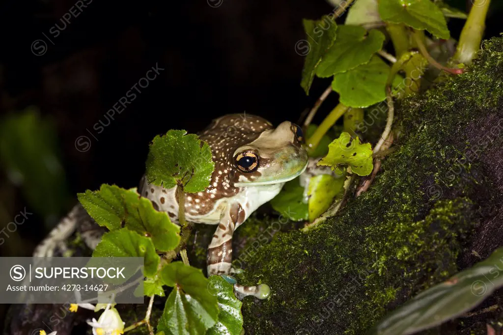 Amazon Milk Frog Phrynohyas Resinifictrix, Adult Standing On Moss