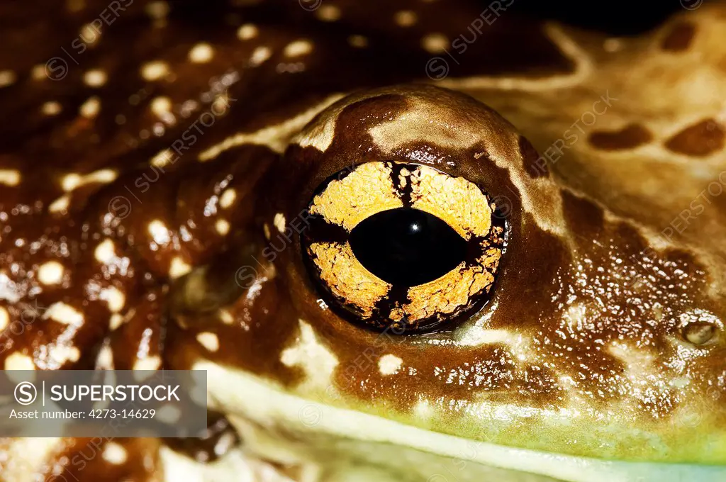 Amazon Milk Frog Phrynohyas Resinifictrix, Close-Up Of Eye